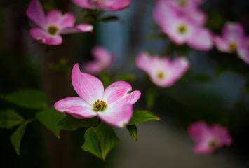 Foto op Canvas ハナミズキの花 © Ryo Yamashita