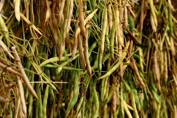 Bean with pods are dried in a greenhouse. dried pod beans