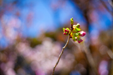 八重桜の蕾