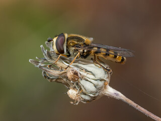 Fotografía macro de un insecto sírfido posado sobre una flor seca