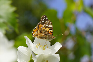 Painted lady or cosmopolitan (Vanessa cardui), family Nymphalidae. On a flower of a sweet mock-orange (Philadelphus coronarius), family Hydrangeaceae. Netherlands, June