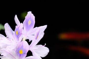 紫色の美しい花を咲かせるホテイアオイ