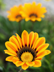 Fotografía de naturaleza de unas flores de margaritas de color amarillo 