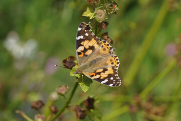 Painted lady or cosmopolitan (Vanessa cardui) on a plant. Family Nymphalidae. In a Dutch garden. Netherlands, July
