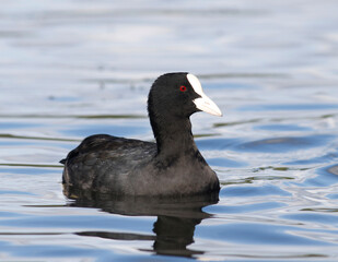 Common Coot 