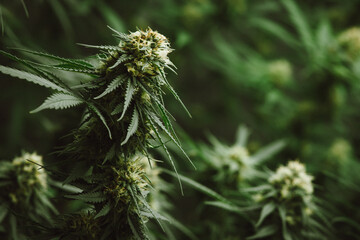 Flower bud of cannabis Satival in the greenhouse, marijuana flower bud background, herbal medicine