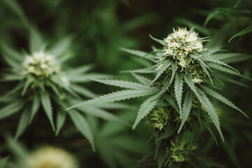 Naklejka na ściany i meble Flower bud of cannabis Satival in the greenhouse, marijuana flower bud background, herbal medicine
