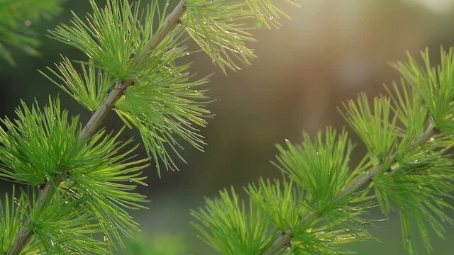A young branch of a flowering larch on a Sunny spring day