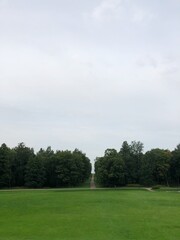 Beautiful landscape trees in a summer Park