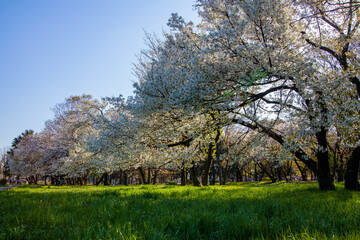 桜と青い空