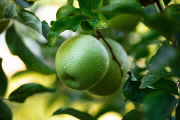 Green apple on the tree
