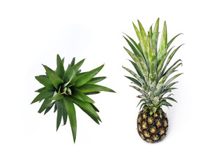 Soft pineapple fruit On a white background