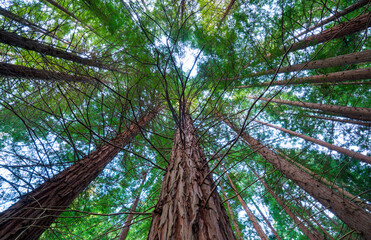 Obraz premium SEQUOIA - SEQUOYA (Sequoia sempervirens) Sole living species genus Sequoia, cypress family Cupressaceae (formerly treated in Taxodiaceae). Coast redwood, coastal redwood and California redwood