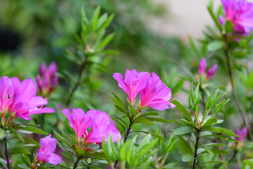 Pink azalea flower, in full bloom, Rhododendron