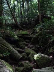 奥日光の切込湖・刈込湖～涸沼のハイキング道