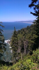 Obraz premium forest and the sea