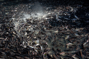 Pangasius and freshwater species in Asia are popular for food exports. Fish raised in a closed...