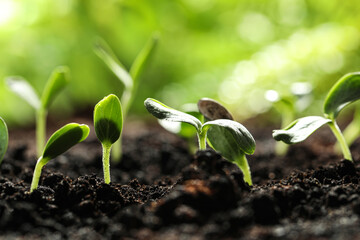 Young vegetable seedlings growing in soil outdoors, space for text
