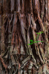 SEQUOIA - SEQUOYA (Sequoia sempervirens) Sole living species  genus Sequoia, cypress family Cupressaceae (formerly treated in Taxodiaceae). Coast redwood, coastal redwood and California redwood