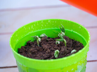 One day old green pea plant