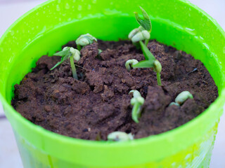 One day old green pea plant
