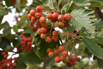 Rowan tree with a bunch of ripe red berries. Mountain ash or rowanberry's branch, named as Sorbus aucuparia