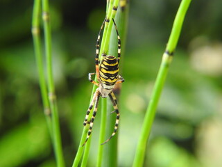 argiope frelon araignée