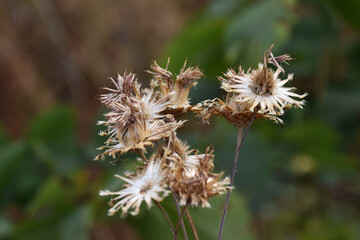 Withered and shriveled Thistle. Dead brown wildflower macro view