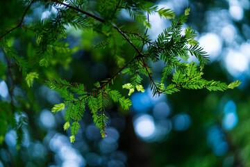 SEQUOIA - SEQUOYA (Sequoia sempervirens) Sole living species  genus Sequoia, cypress family Cupressaceae (formerly treated in Taxodiaceae). Coast redwood, coastal redwood and California redwood