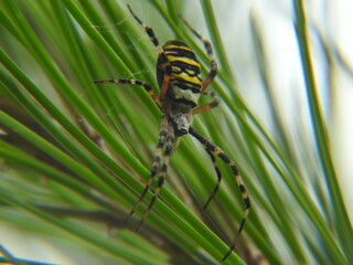 argiope frelon