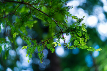 SEQUOIA - SEQUOYA (Sequoia sempervirens) Sole living species  genus Sequoia, cypress family Cupressaceae (formerly treated in Taxodiaceae). Coast redwood, coastal redwood and California redwood