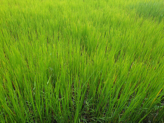 The lush green rice fields are growing