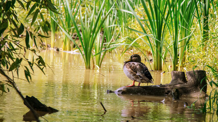 wild brown duck sitting on wooden snag in muddy tropical river