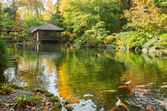 Amazing scene with KOI carps in water in japanese garden in Kaiserslautern at autumn