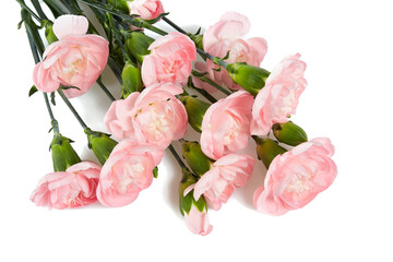 pink carnations isolated on white background