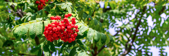 berry of wild ash growing on rowan tree with green leaves