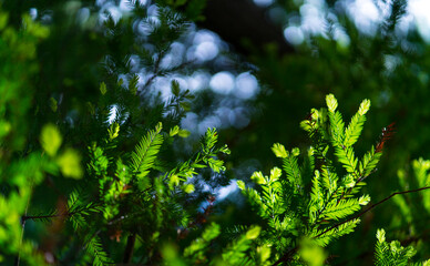 SEQUOIA - SEQUOYA (Sequoia sempervirens) Sole living species  genus Sequoia, cypress family Cupressaceae (formerly treated in Taxodiaceae). Coast redwood, coastal redwood and California redwood