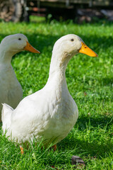 White and wet ducks walking on green grass meadow in countryside and illuminated by the morning summer sun
