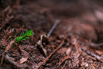SEQUOIA - SEQUOYA (Sequoia sempervirens) Sole living species  genus Sequoia, cypress family Cupressaceae (formerly treated in Taxodiaceae). Coast redwood, coastal redwood and California redwood