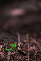 SEQUOIA - SEQUOYA (Sequoia sempervirens) Sole living species  genus Sequoia, cypress family Cupressaceae (formerly treated in Taxodiaceae). Coast redwood, coastal redwood and California redwood