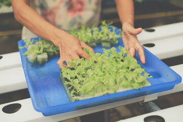 seedling of hydroponic vegetable sprout on wet sponge in plant nursery. lettuce salad growing from seed