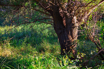 Tree growing into the wild . Wilderness nature 