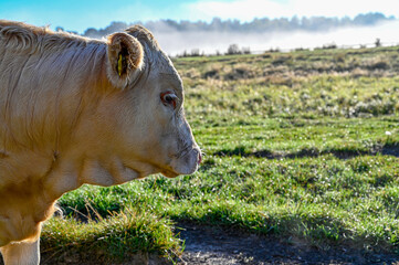 cow standing on a field of gras
