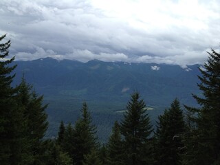 forest in the mountains