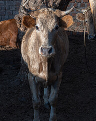 palomo vaca