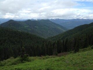 Obraz premium forest in the mountains