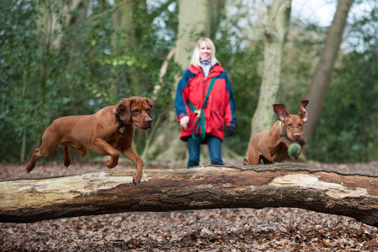 A woman takes her Vizslas for a walk on Putney Heath, London, England