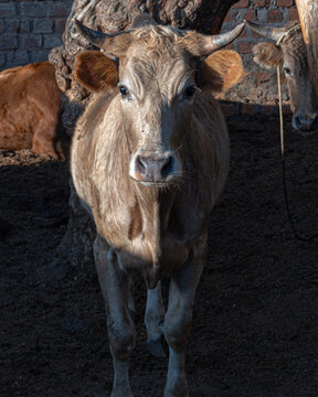 palomo vaca