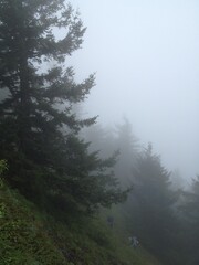 forest in the mountains