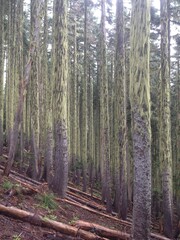 forest in the mountains